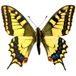 Atlas denních motýlù ÈR